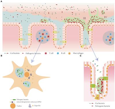 Crosstalk between microbial biofilms in the gastrointestinal tract and chronic mucosa diseases